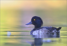 <p>Polák chocholačka (Aythya fuligula) –--- /Tufted duck – Reiherente/</p>